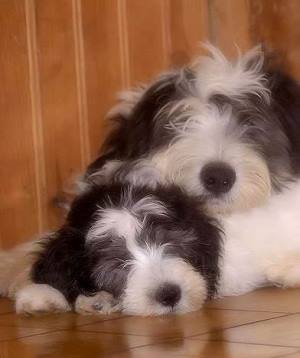 les meilleurs amis : Sacha & Kutia