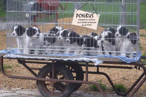 PONbus : transport en commun pour Famille nombreuse de pts PON's