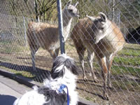 Czuska nous invite au zoo